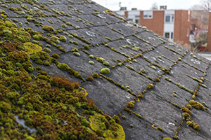 Moss on roof before roof cleaning services in Vancouver by J&J Roofing & Construction