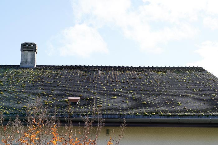 Moss on a roof before roof cleaning by J&J Roofing & Construction